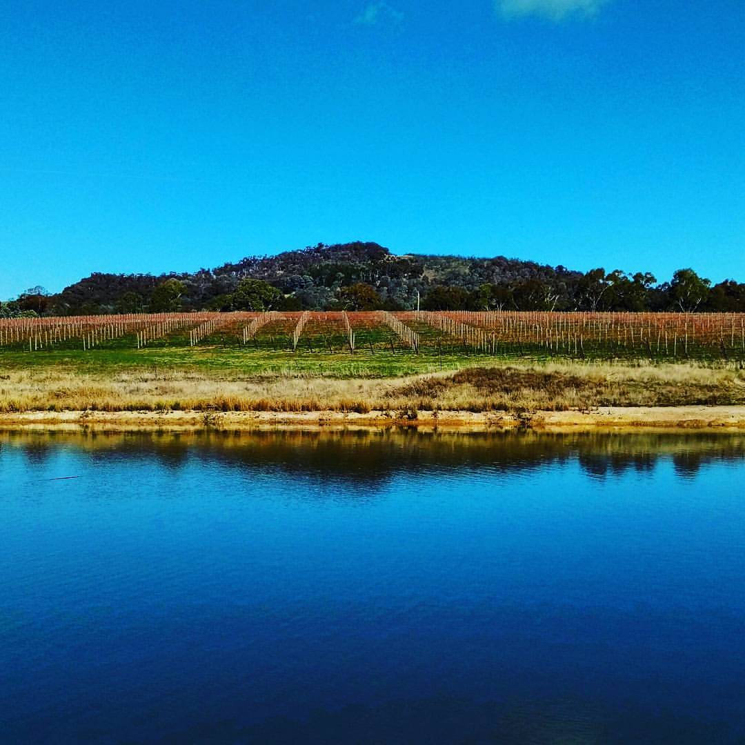 Reflection alongside the vineyard